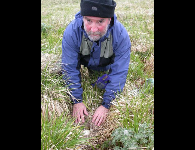 Mike Boylan, the refuge supervisor for the southern Alaska region of the U.S. Fish and Wildlife Service, covers a goose nest with down during a survey on Nizki island in the western Aleutians. Photo by Ned Rozell.