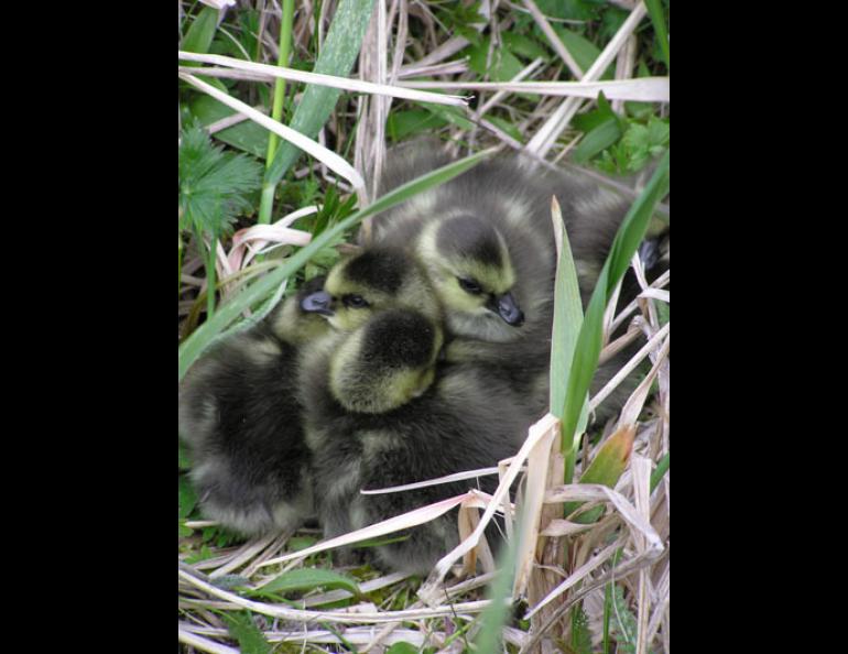Goslings born in early June 2004 to a pair of Aleutian Canada geese on Nizki island. Steve Ebbert photo.
