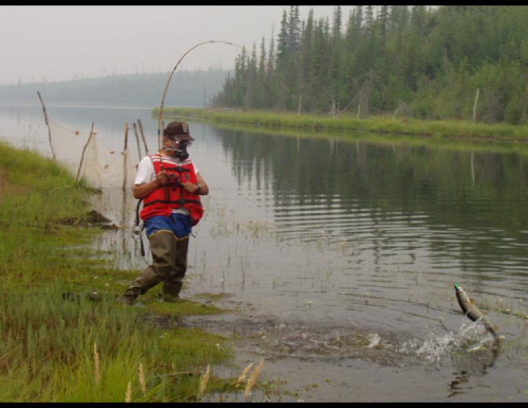  U.S. Fish and Wildlife Service biologist Jim Akaran catches a northern pike during smoky conditions at Burman Lake, in Yukon Flats National Wildlife Refuge. Photo by Mark Bertram, U.S. Fish and Wildlife Service. 