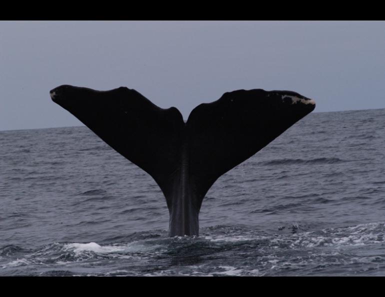 The tail of a sperm whale. Photo courtesy of Jan Straley