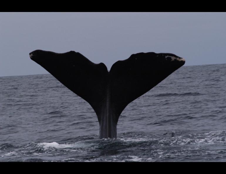  The tail of a sperm whale. Photo courtesy of Jan Straley 