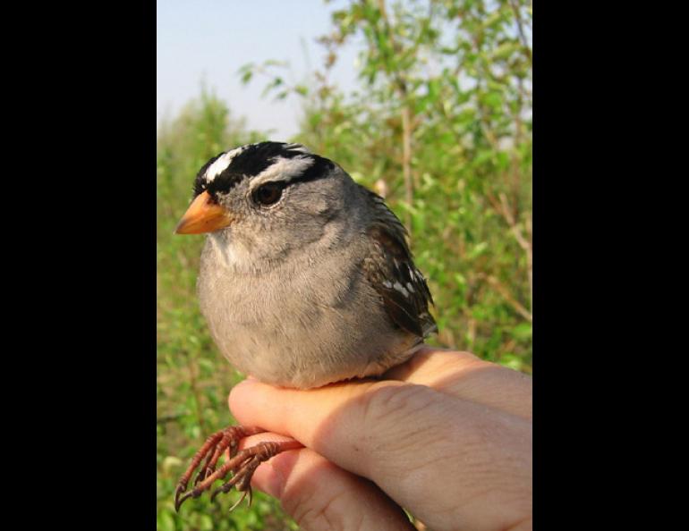 A white crown sparrow that researcher Niels Rattenborg captured in south Fairbanks. Niels Rattenborg photo