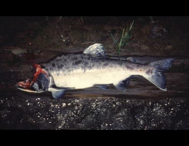  A bear ate the brain of this male pink salmon that it pulled from a stream flowing into Excursion Inlet in southeast Alaska. Scientists have found that salmon carcasses have a big influence on Alaska streams and the forests surrounding them. Mark Wipfli photo 