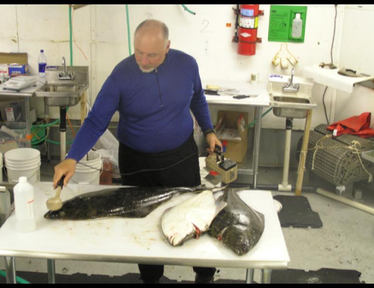  Dan Volz of the University of Pittsburgh's Department of Environmental and Occupational Health checks halibut caught near Amchitka Island with a Geiger counter. Amchitka, one of the Aleutian Islands, was the site of three nuclear blasts in the 1960s and 1970s. photo courtesy Steve Jewett. 