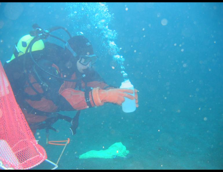  University of Alaska diver Shawn Harper takes a water sample from the ocean off Amchitka Island in summer 2004. Amchitka, one of the Aleutian Islands, was the site of three nuclear blasts in the 1960s and 1970s. Photo courtesy Steve Jewett. 