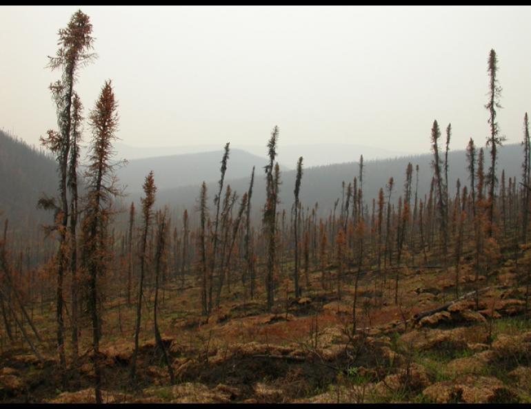 These black spruce in Cripple Creek off the Steese Highway were within the 6.72 million acres of Alaska that burned in 2004. Ned Rozell photo.