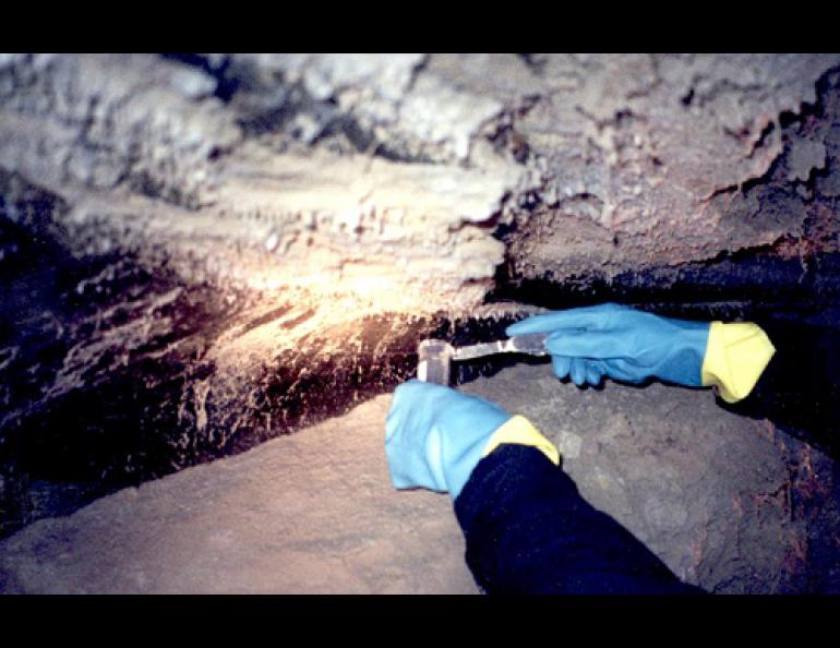  Richard Hoover of NASA takes ice samples from the permafrost tunnel in Fox, Alaska. In these samples, he found bacteria not known to science that began moving when he thawed the ice sample. Photo courtesy Richard Hoover. 