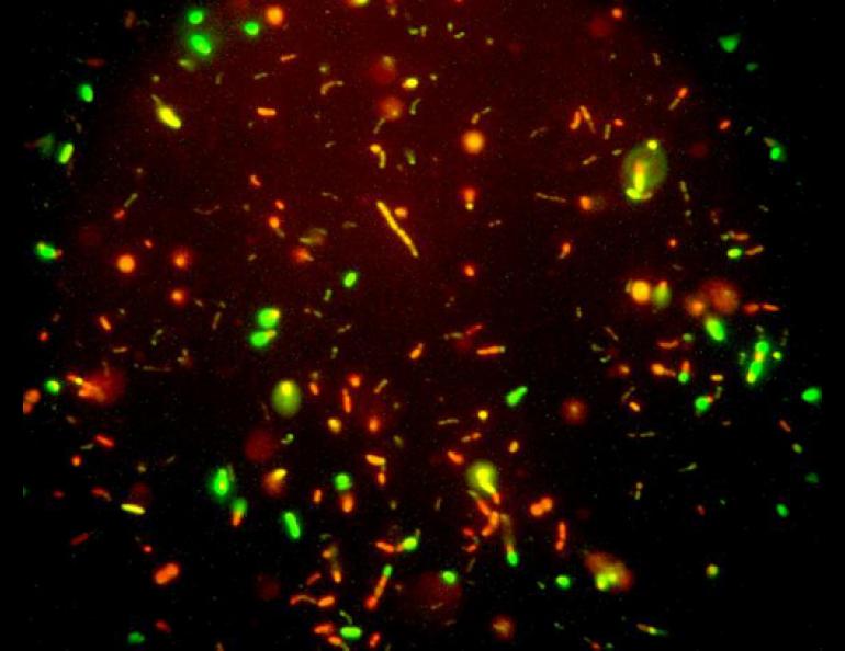  Living bacteria, shown in green, that astrobiologist Richard Hoover found within the ice of the Fox permafrost tunnel. The bacteria are about 32,000 years old. Photo courtesy Richard Hoover. 