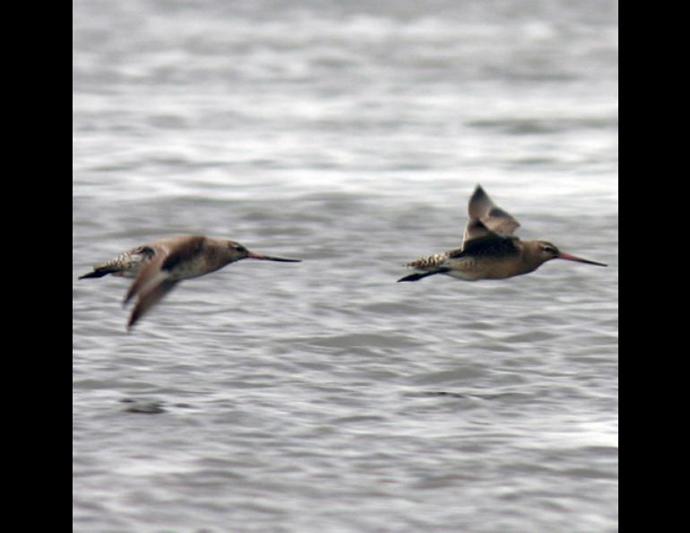 Two juvenile bar-tailed godwits with heavy loads of fat fly over the central Yukon River delta on September 8, 2004. The birds were soon to start a migration to New Zealand or Australia during which they might not land to feed during a five or six-day trip. Photo by Bob Gill.