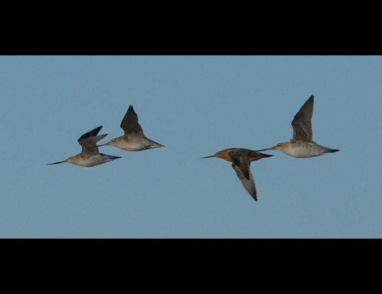 Bar-tailed godwits depart the North Island of New Zealand, possibly headed for Alaska, on March 9, 2005. Photo by Phil Battley. 