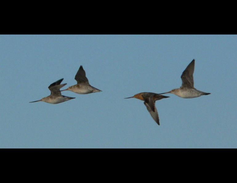 Bar-tailed godwits depart the North Island of New Zealand, possibly headed for Alaska, on March 9, 2005. Photo by Phil Battley.