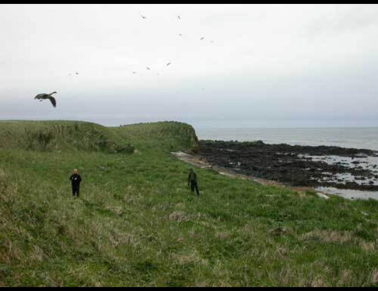  Nizki Island in the western Aleutians is one of many islands to which birds are returning after the removal of foxes. Scientists have found islands without foxes have more lush vegetation than islands with foxes. Biologists and trappers removed the last fox from Nizki in 1976. Ned Rozell photo. 