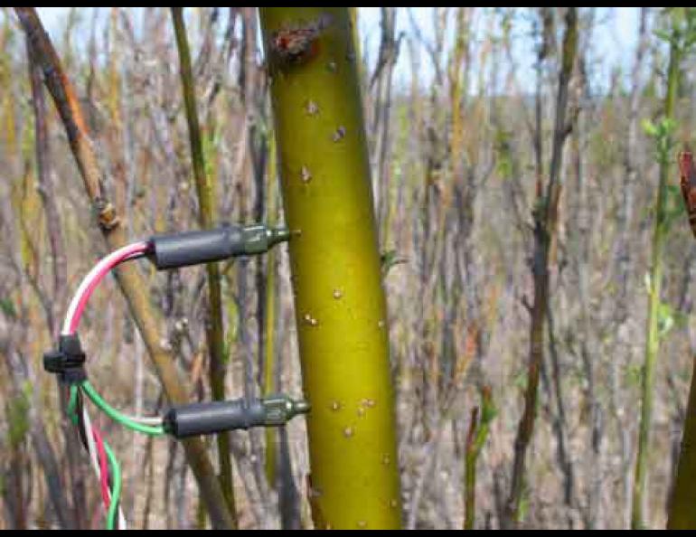 Knut Kielland hooks up an instrument that measures sap movement to a feltleaf willow near the Tanana River outside Fairbanks. Ned Rozell photo.