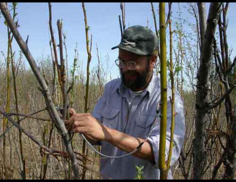 Karl Olson and Knut Kielland set up a station to monitor the water uptake of Tanana River floodplain willows. Ned Rozell photo.
