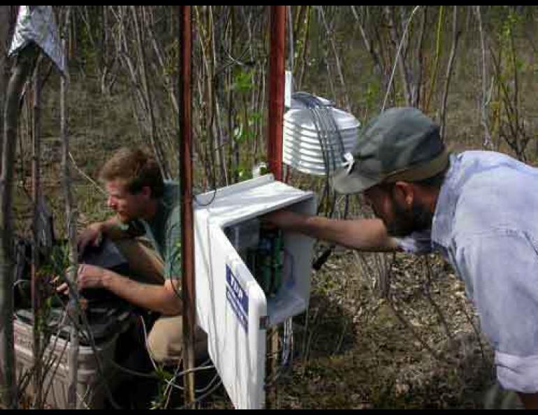 By detecting voltage differences between two needles inserted into the sapwood of a willow tree, researchers can find out how fast the sap is flowing within.