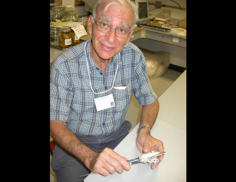 Yoram Yom-Tov, a researcher from Israel, measures marten skulls at the University of Alaska's Museum of the North in Fairbanks. He is attempting to find if Alaska marten have gotten larger over the years, as have masked shrews. Ned Rozell photo.