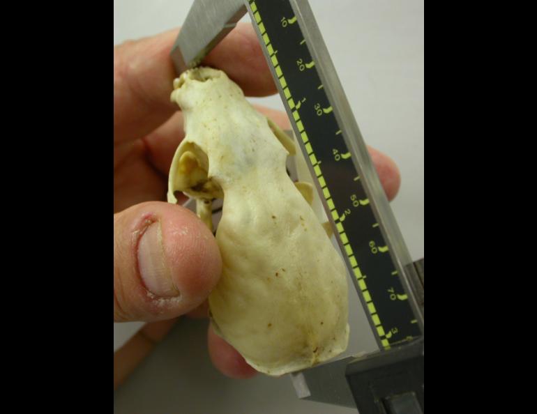 Yoram Yom-Tov, a zoologist from the University of Tel Aviv, measures one of several hundred marten skulls at the University of Alaska's Museum of the North in Fairbanks. Ned Rozell photo.