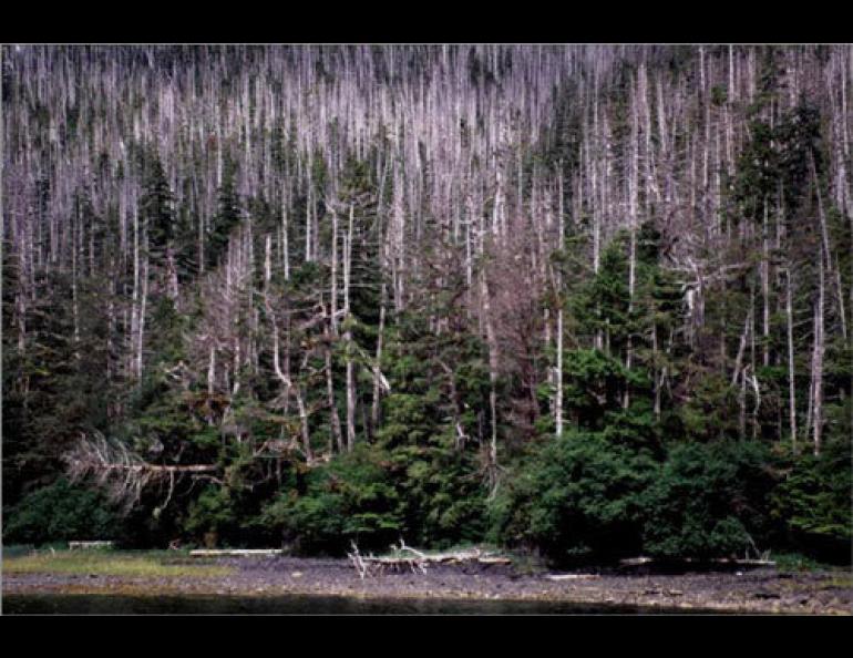 A stand of dead and dying Alaska yellow-cedar trees in Slocum Arm, Chichagof Island in Southeast Alaska. photo by Paul Hennon.