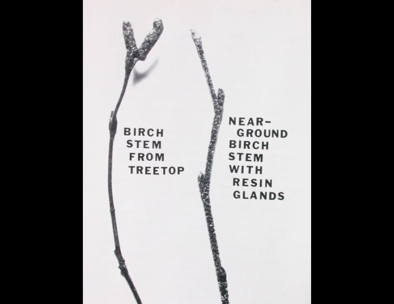 Birch stems that grow close to the ground have resin glands that discourage snowshoe hares from eating them. photo from Alaska Science Nuggets, Neil Davis.