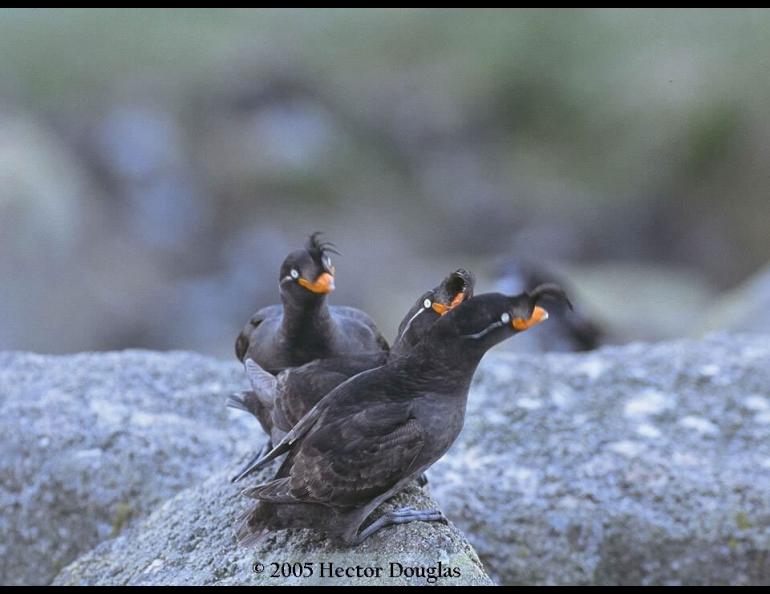 Crested auklets on St. Lawrence Island in July 2005. Photo by Hector Douglas.
