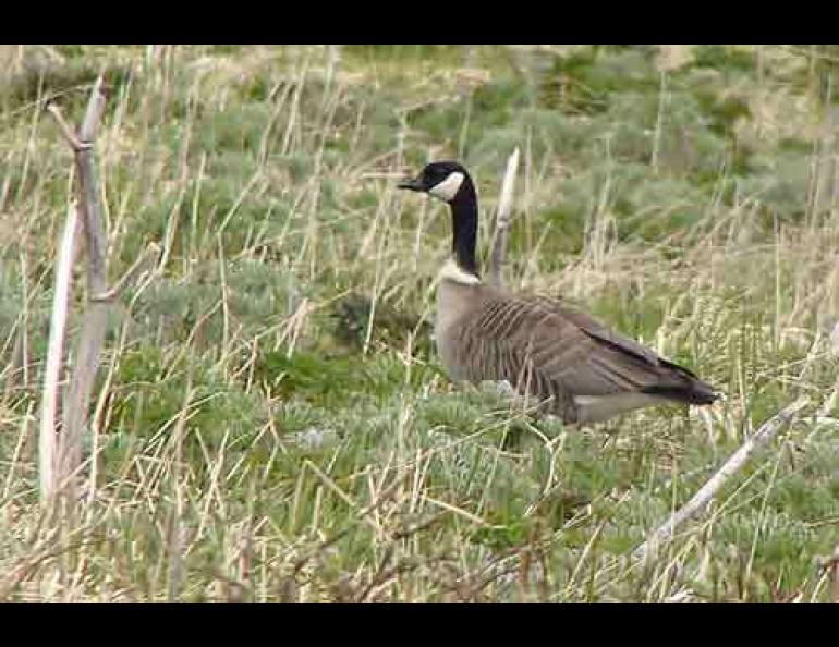 An Aleutian cackling goose on Attu Island. Steve Ebbert photo.