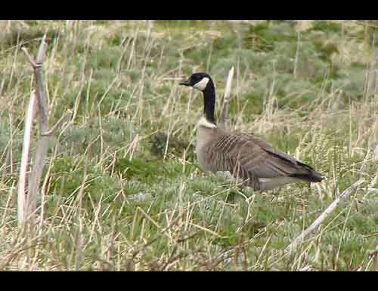  An Aleutian cackling goose on Attu Island. Steve Ebbert photo. 