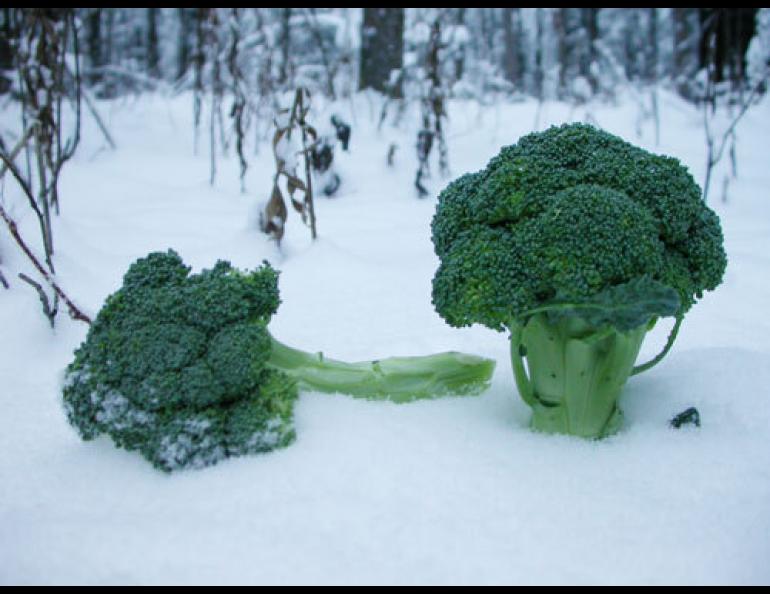  Broccoli grown thousands of miles away is available throughout Alaska. Ned Rozell photo. 