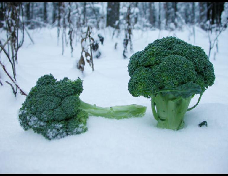 Broccoli grown thousands of miles away is available throughout Alaska. Ned Rozell photo.