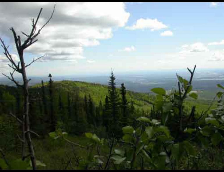 Northern greenery seems to be on the increase, according to scientists who watch Alaska changes in satellite images. Ned Rozell photo.