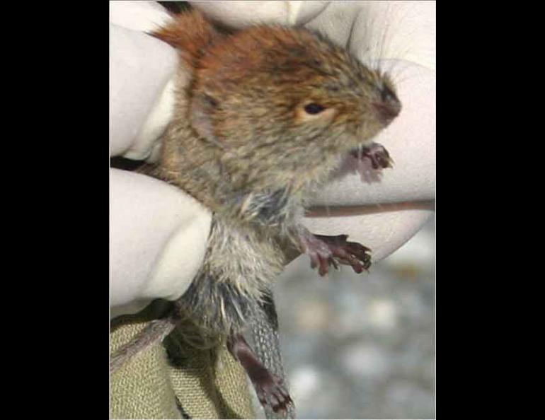 A northern red-backed vole from the Eagle River area. Photo by Kalb Stevenson.