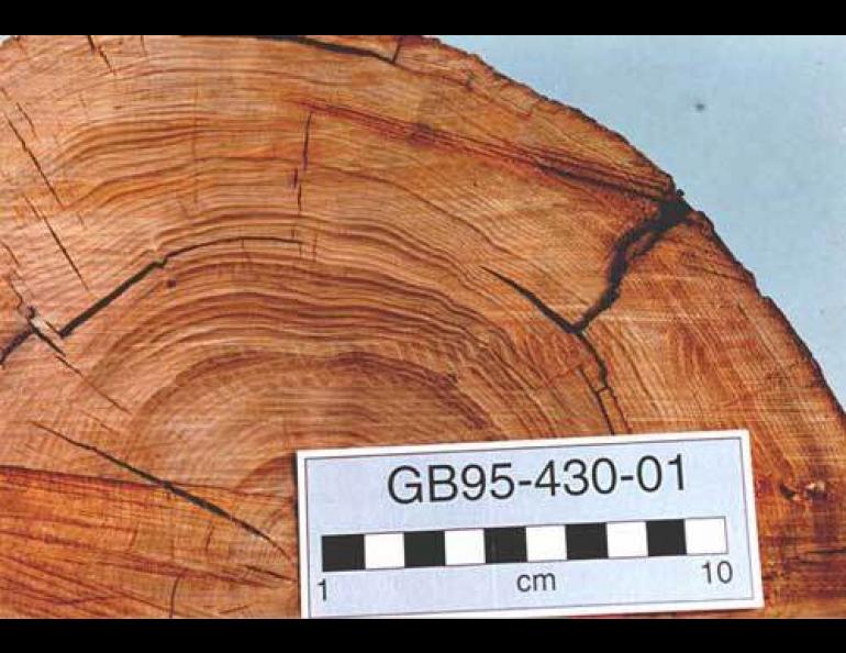 A cross-section from an ancient stump in Glacier Bay National Park. Photo courtesy David Finnegan.