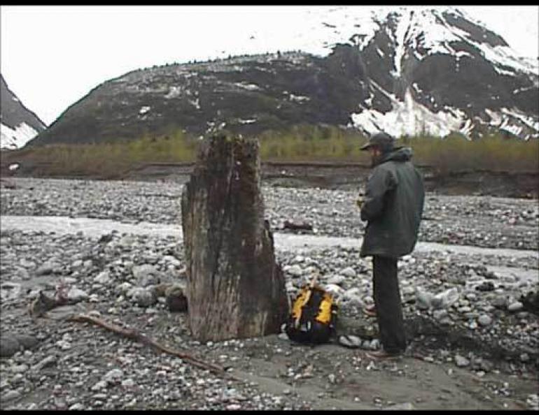  An ancient tree stump, still standing in place in Glacer Bay. Photo courtesy David Finnegan. 