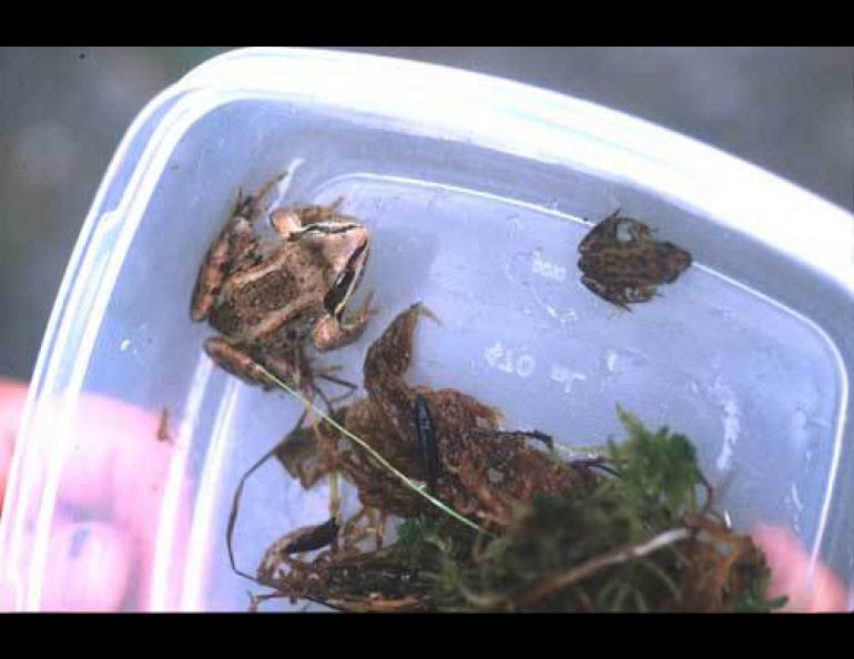 An adult wood frog and a younger frog just out of the tadpole stage. Photo courtesy Mari Reeves.
