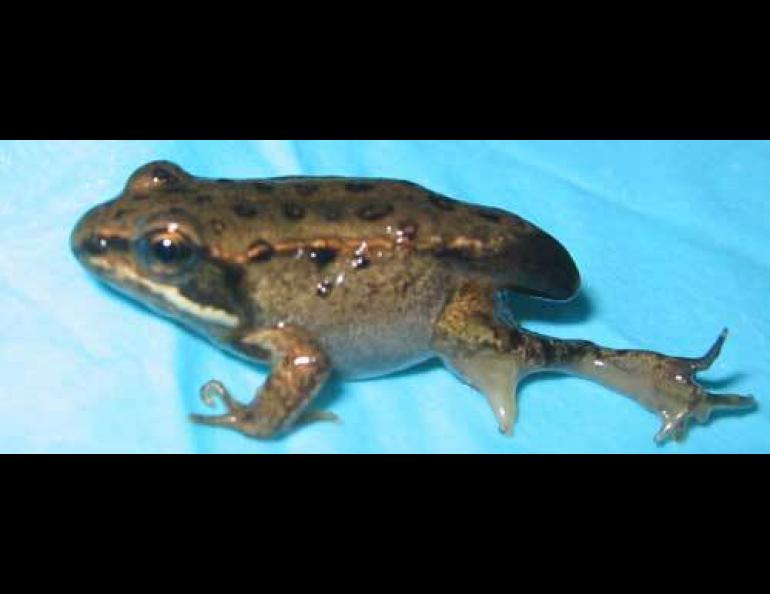  percentage of abnormal Alaska wood frogs on the Kenai Peninsula and Tetlin National Wildlife Refuge than in Lower 48 locations. Photo courtesy Mari Reeves.