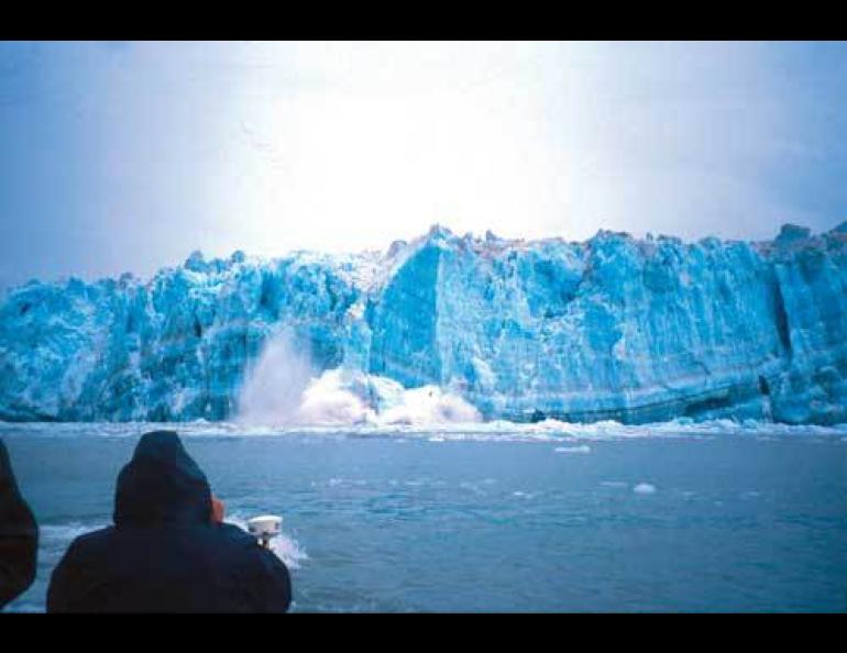  Hubbard Glacier calves into Disenchantment Bay. Fresh water entering the Gulf of Alaska through glacial melt and other sources seems to be making the northern ocean fresher and warmer. Photo by Ned Rozell. 