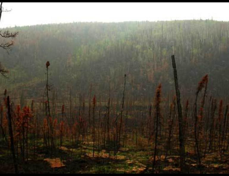 Smoke from Alaska’s record wildfires in 2004 affected the air quality in Houston. Pictured is Cripple Creek drainage in northern Alaska. Ned Rozell photo.