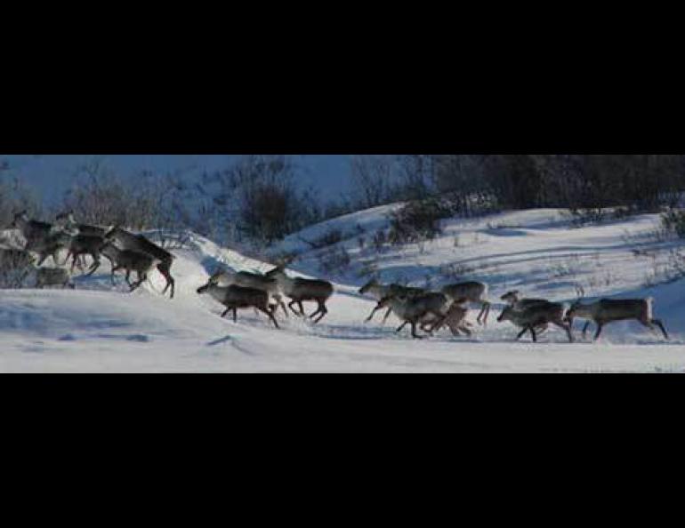 A herd of caribou crosses in front of snowmachining researchers heading over the Richardson Mountains in northwest Canada. Photo courtesy Snowstar 2007 expedition.