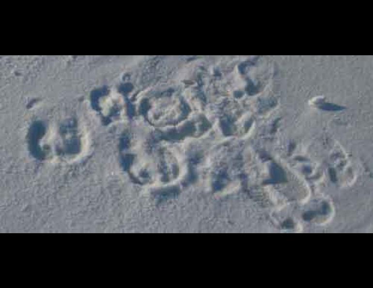  Caribou tracks show their well-adapted hooves for traveling on snow. Photo courtesy Snowstar 2007 expedition. 