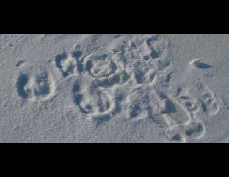Caribou tracks show their well-adapted hooves for traveling on snow. Photo courtesy Snowstar 2007 expedition.