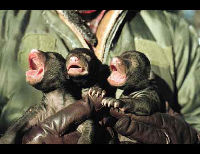 Photo by Mark Bertram, courtesy the U.S. Fish & Wildlife Service. Biologists with the U.S. Fish & Wildlife Service inspect newborn black bear cubs in the Yukon Flats National Wildlife Refuge.