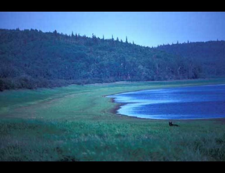 Photo courtesy the U.S. Fish & Wildlife Service. A black bear strolls through tall grasses near the Innoko River in Western Alaska.