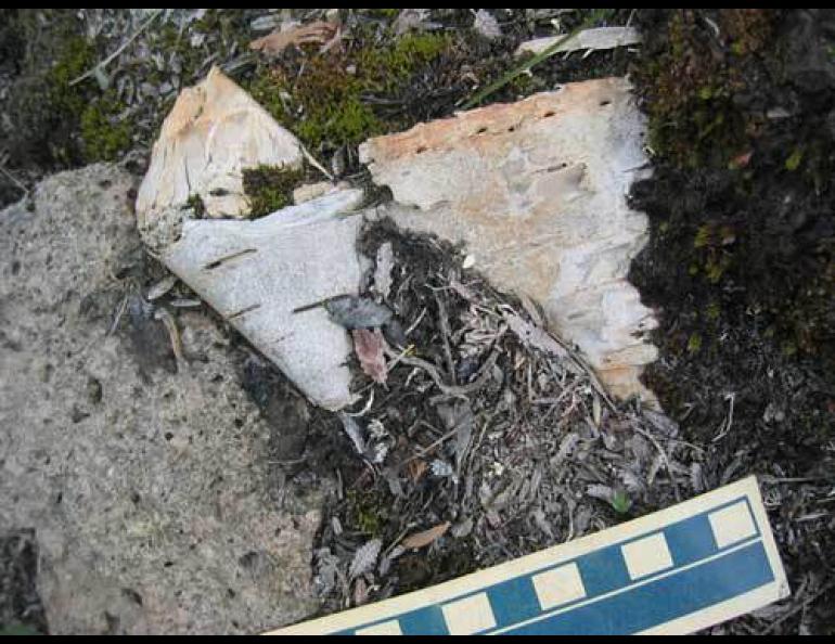  The remains of a 650-year old birch bark basket complete with stitching holes, found at the base of an ice patch in the Wrangell-St. Elias Mountains. Photo by William Manley. 