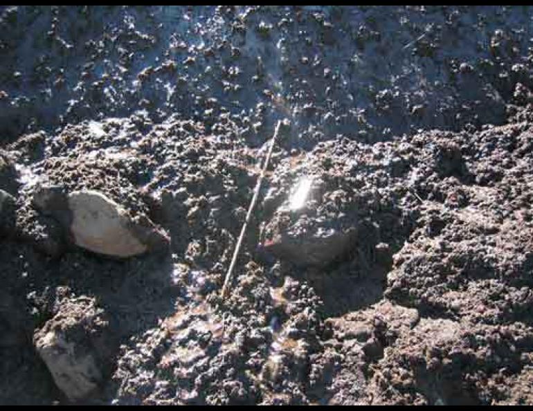 A recently exposed arrow shaft at the base of a melting ice patch in the Wrangells. Photo by William Manley.