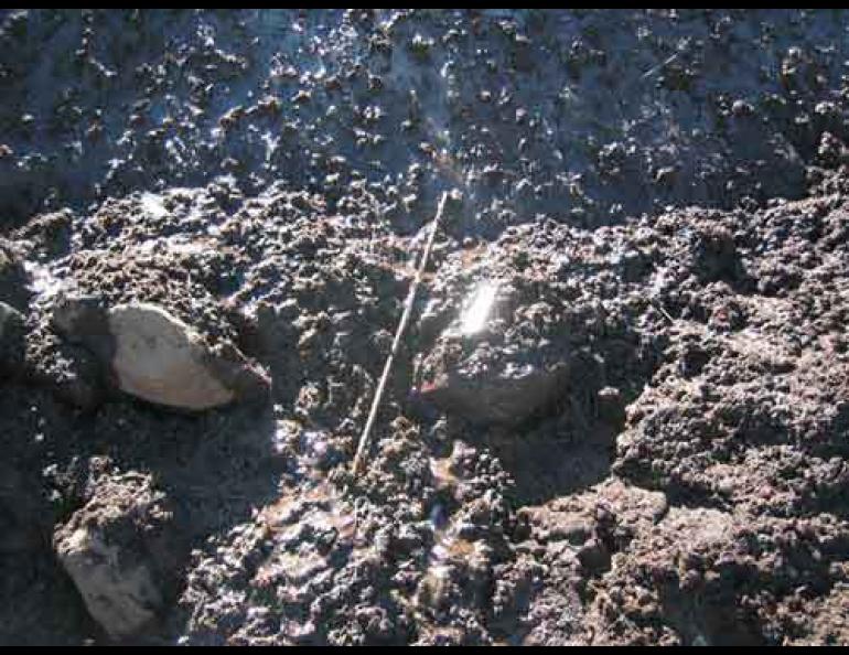  A recently exposed arrow shaft at the base of a melting ice patch in the Wrangells. Photo by William Manley. 