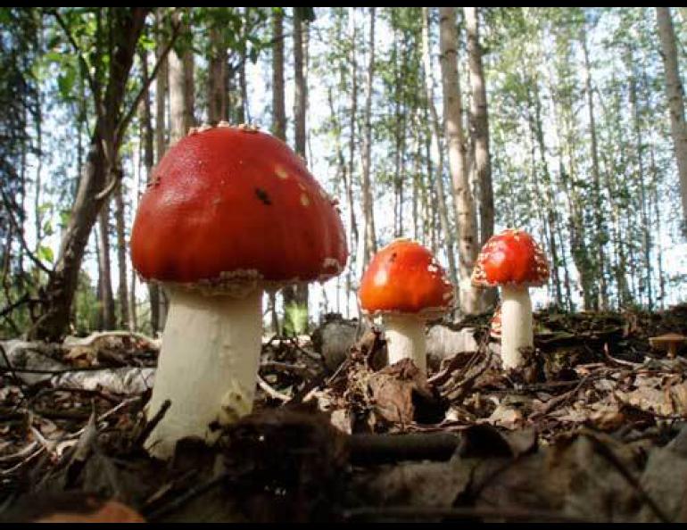 An Alaska mushroom, Amanita muscaria, sometimes cached and eaten by squirrels. Photo by Tohru Saito.