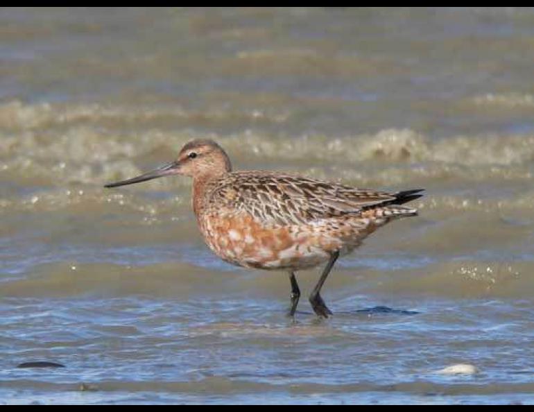  U.S. Geological Survey Biologist Bob Gill believes bar-tailed godwits have the ability to sense upcoming storm systems that give them tailwinds for much of their long journeys across the globe. Photo by Phil Battley. 