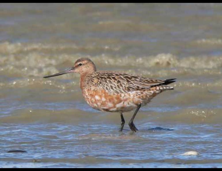 U.S. Geological Survey Biologist Bob Gill believes bar-tailed godwits have the ability to sense upcoming storm systems that give them tailwinds for much of their long journeys across the globe. Photo by Phil Battley.