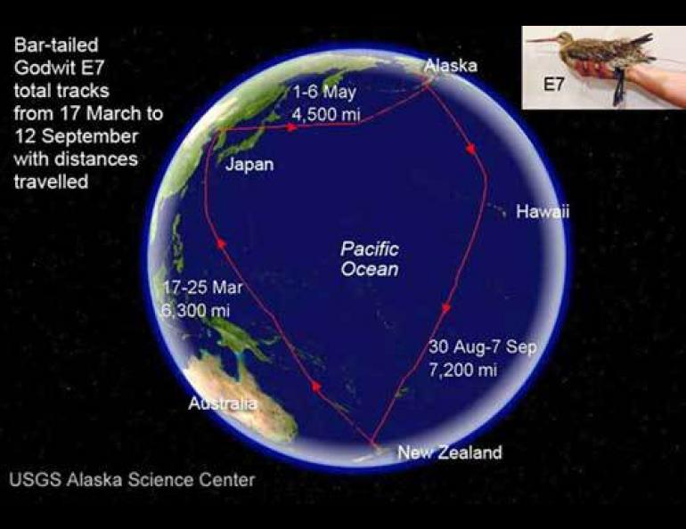  The flight path of a bar-tailed godwit that flew direct from Alaska to New Zealand. Courtesy USGS Science Center. 