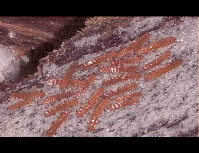  Larvae of the red flat bark beetle hibernating on ice. Photo by Jack Duman, University of Notre Dame. 