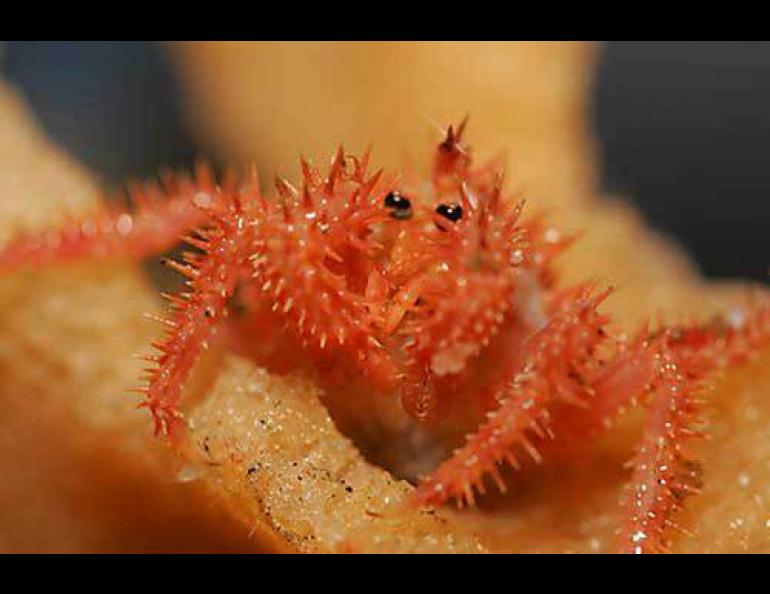 A tiny golden king crab living within an orange sponge in Zhemchug Canyon. Photo courtesy Warshaw/Greenpeace.
